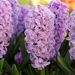 Hyacınthus / sümbül SPLENDİD CORNELİA